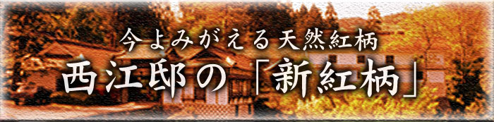 ����݂����鐁���g�� ���]�@�̐V�g��